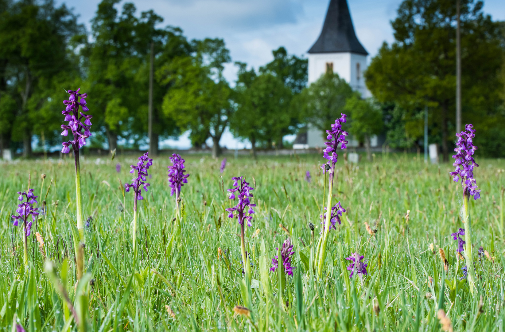 Frühling im Hunsrück