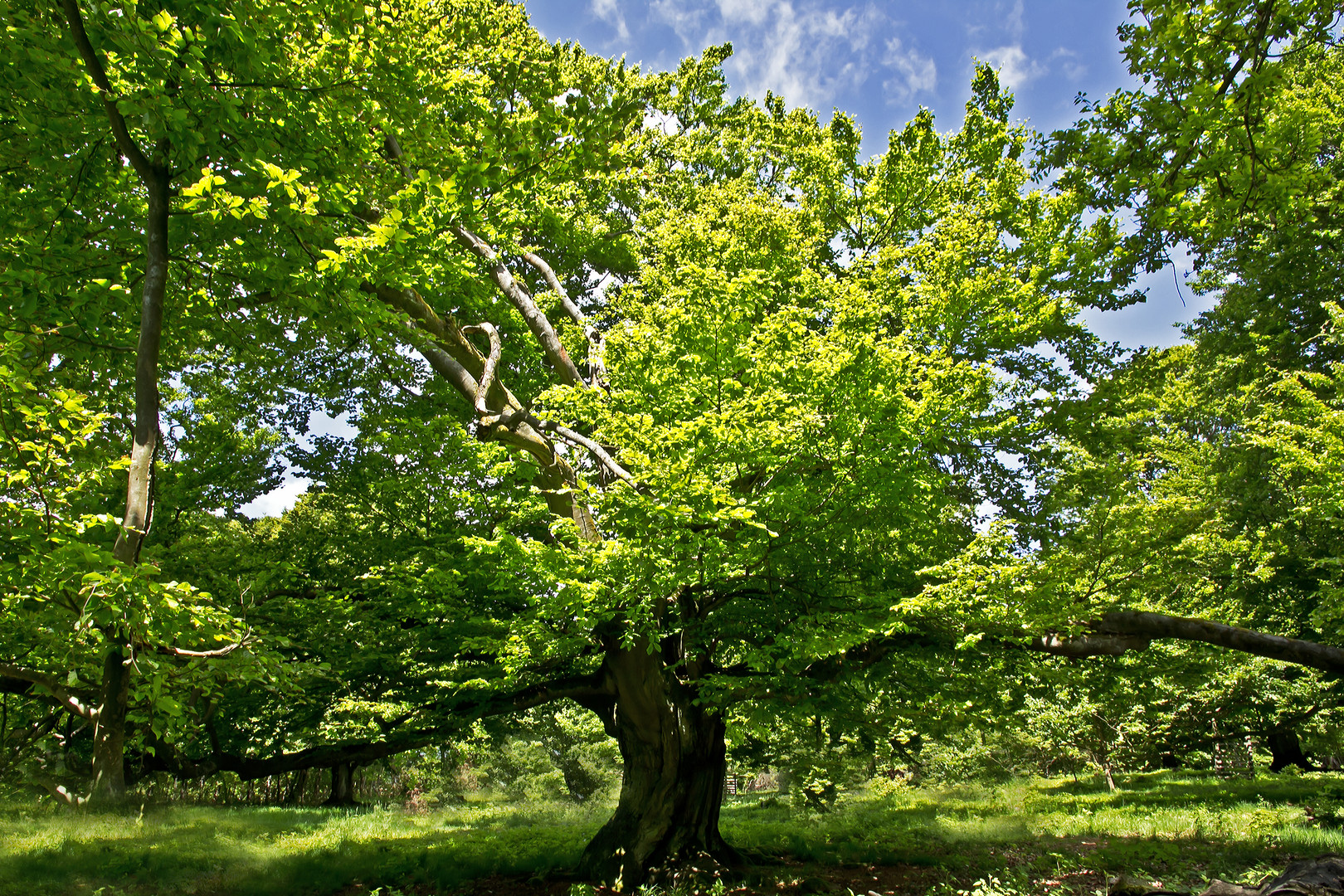 Frühling im Hutewald Halloh