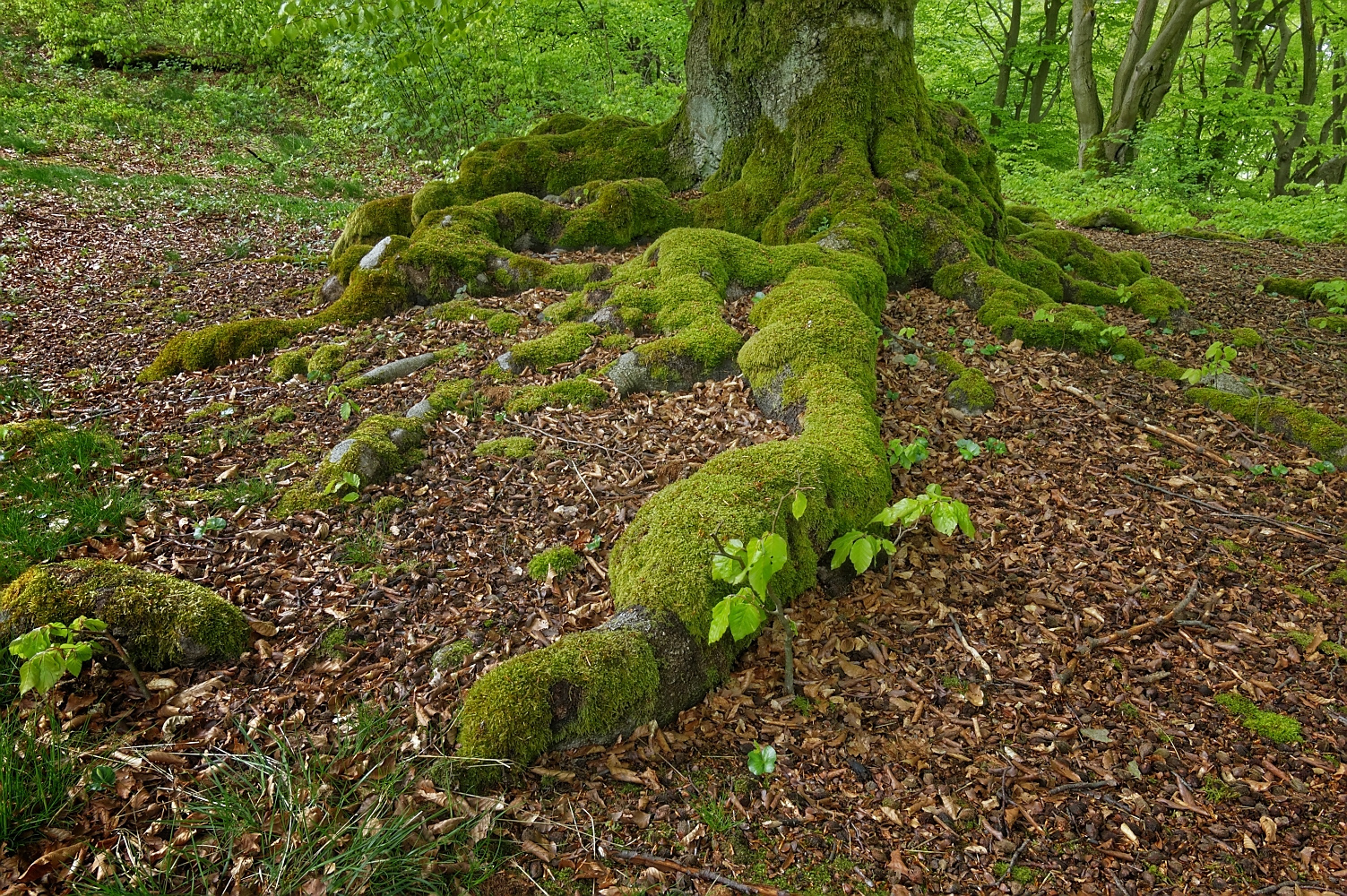 Frühling im Hutewald Halloh