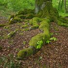 Frühling im Hutewald Halloh