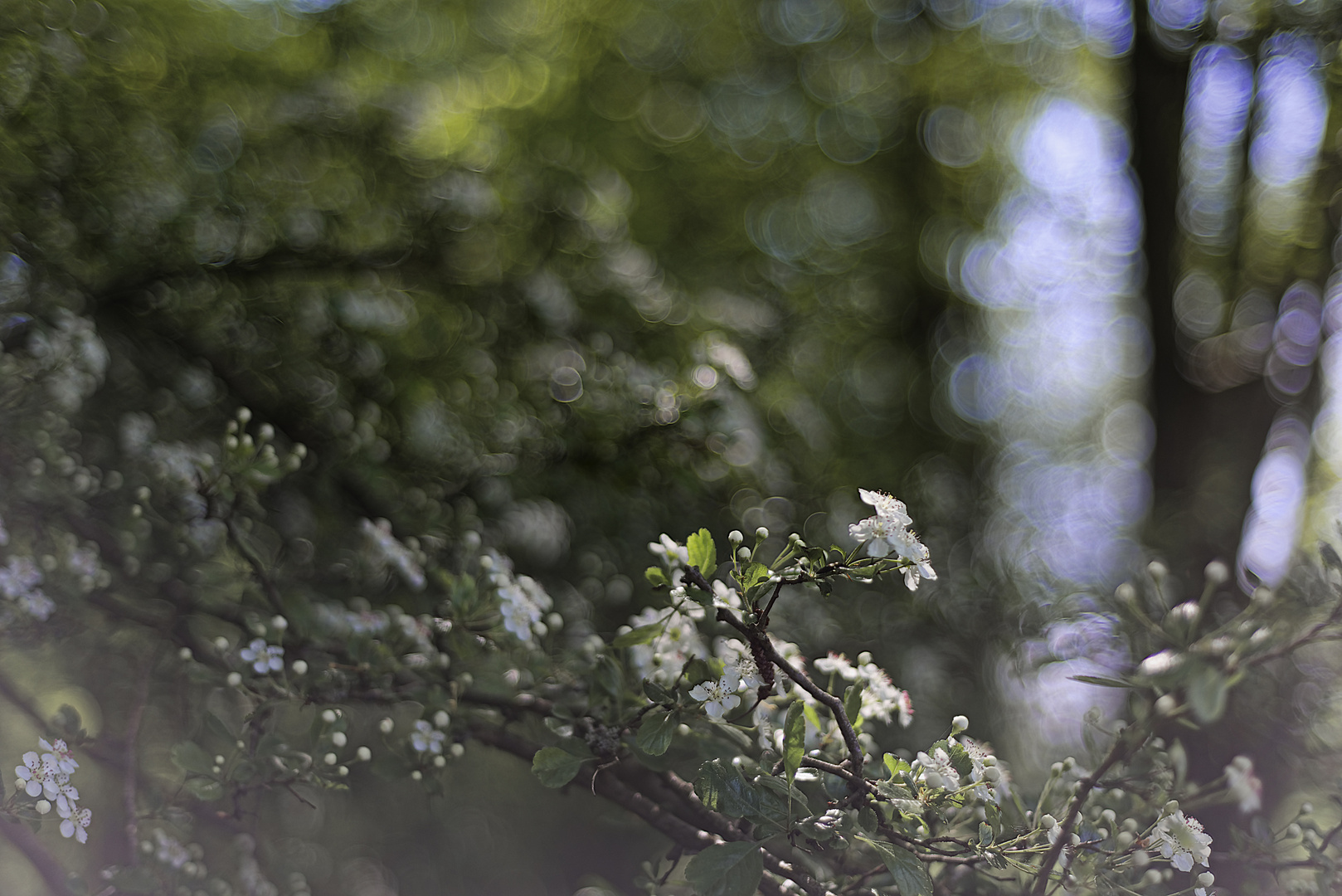 Frühling im Illwald