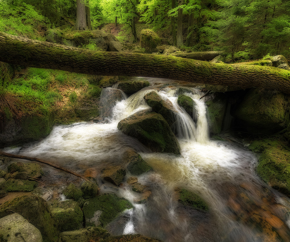 Frühling im Ilsetal 5