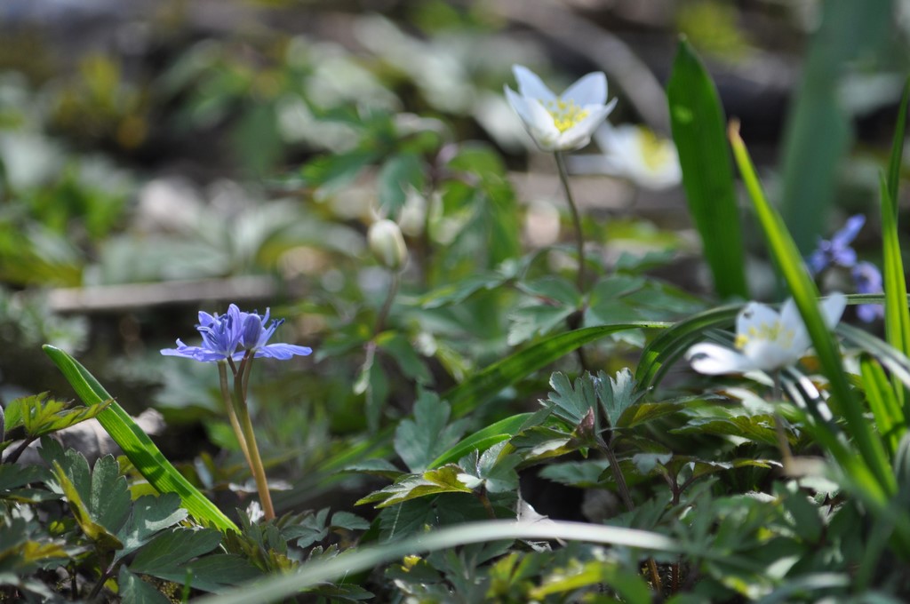 Frühling im Ingelheimer Auwald