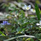 Frühling im Ingelheimer Auwald