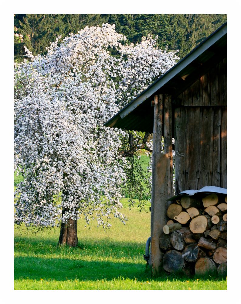 Frühling im Innviertel