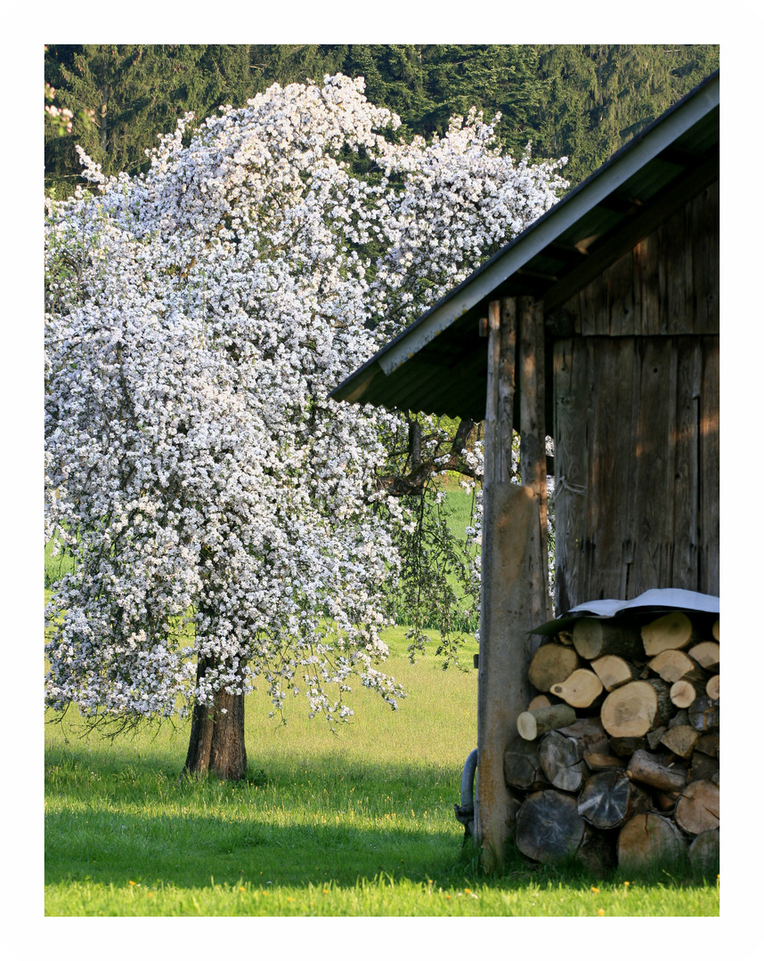 Frühling im Innviertel