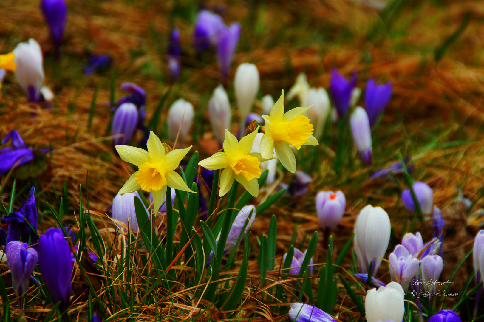 Frühling im Jahr 2024