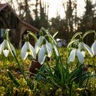 Frühling im Jahr 2024