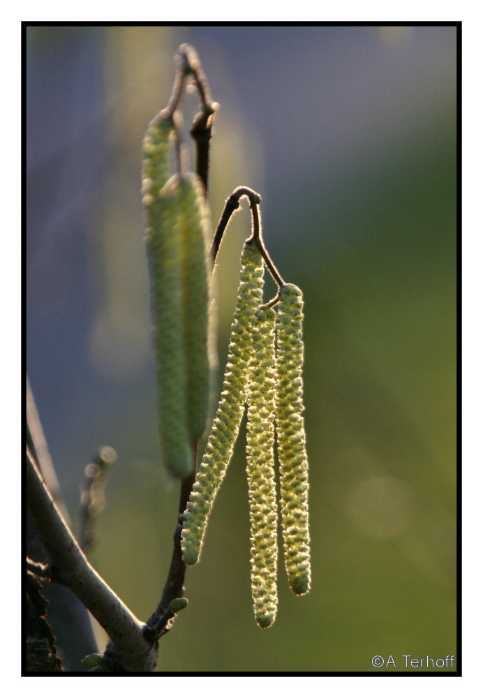 Frühling im Januar