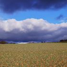 Frühling im Januar ;-)