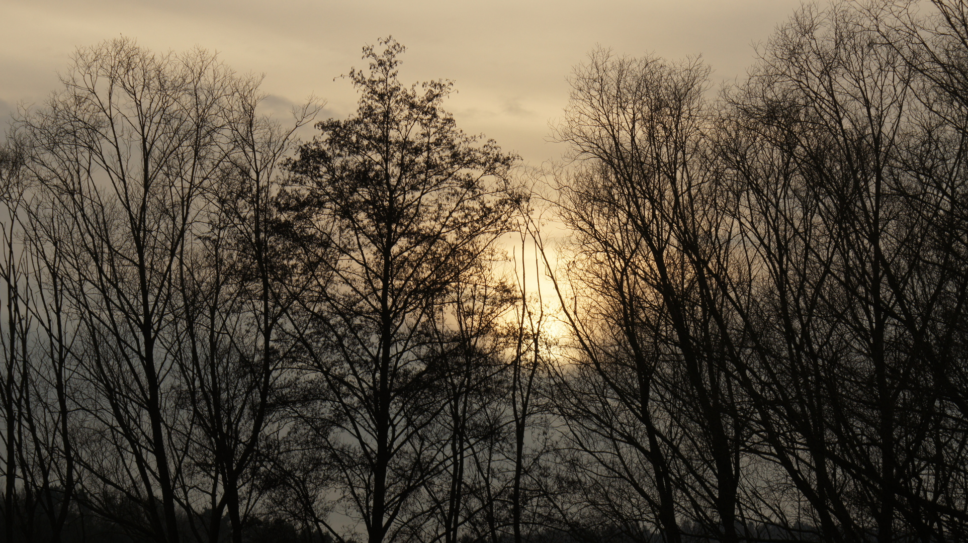 Frühling im Januar