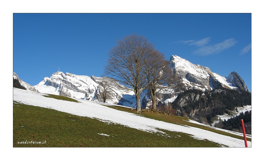 Frühling im Januar ?