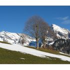 Frühling im Januar ?