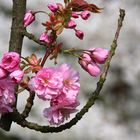 Frühling im Japanischen Garten...