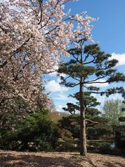 Frühling im Japanischen Garten