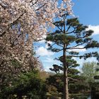 Frühling im Japanischen Garten