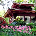 Frühling im japanischen Garten in Leverkusen 3