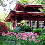 Frühling im japanischen Garten in Leverkusen 3