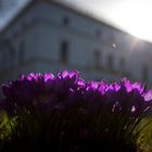 Frühling im Jenischpark