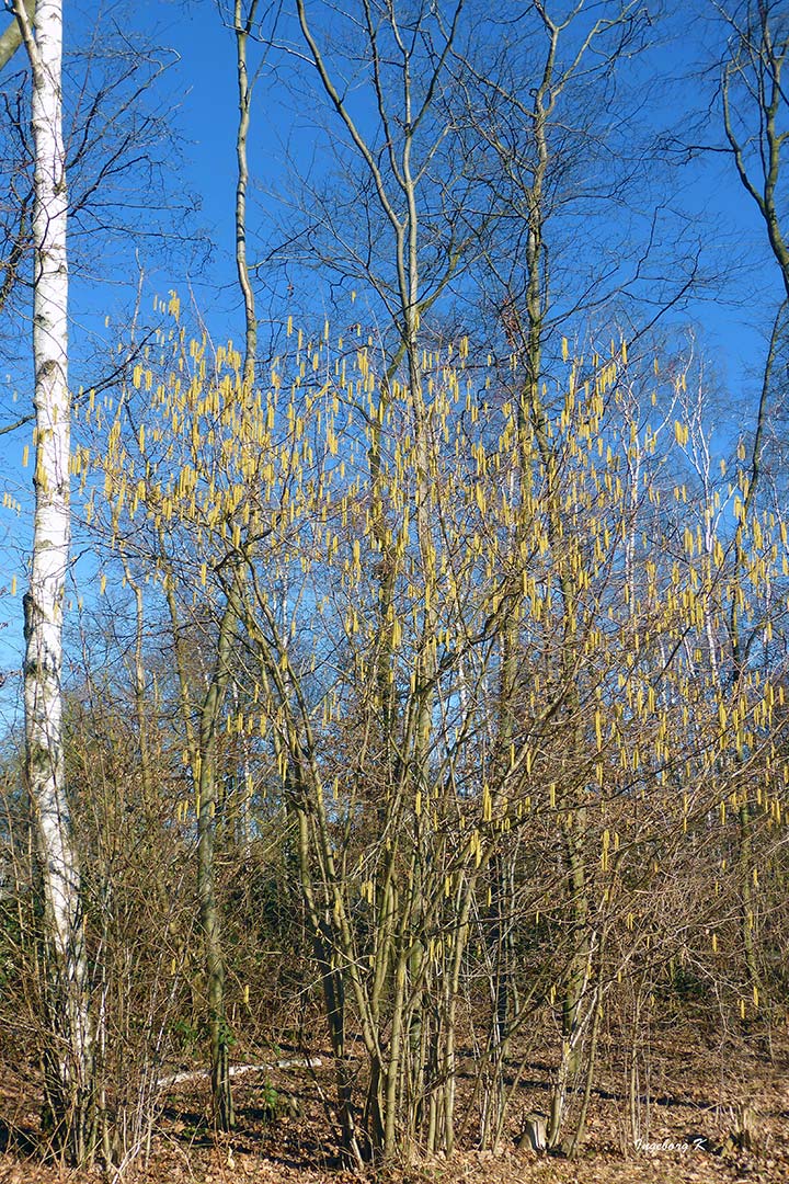 Frühling im Jrönen Märken Neuss am 24.02.2019