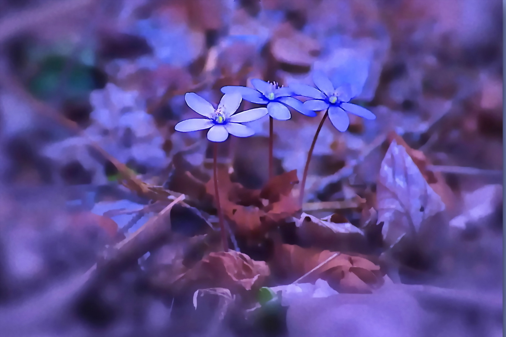 Frühling im Kaisertal