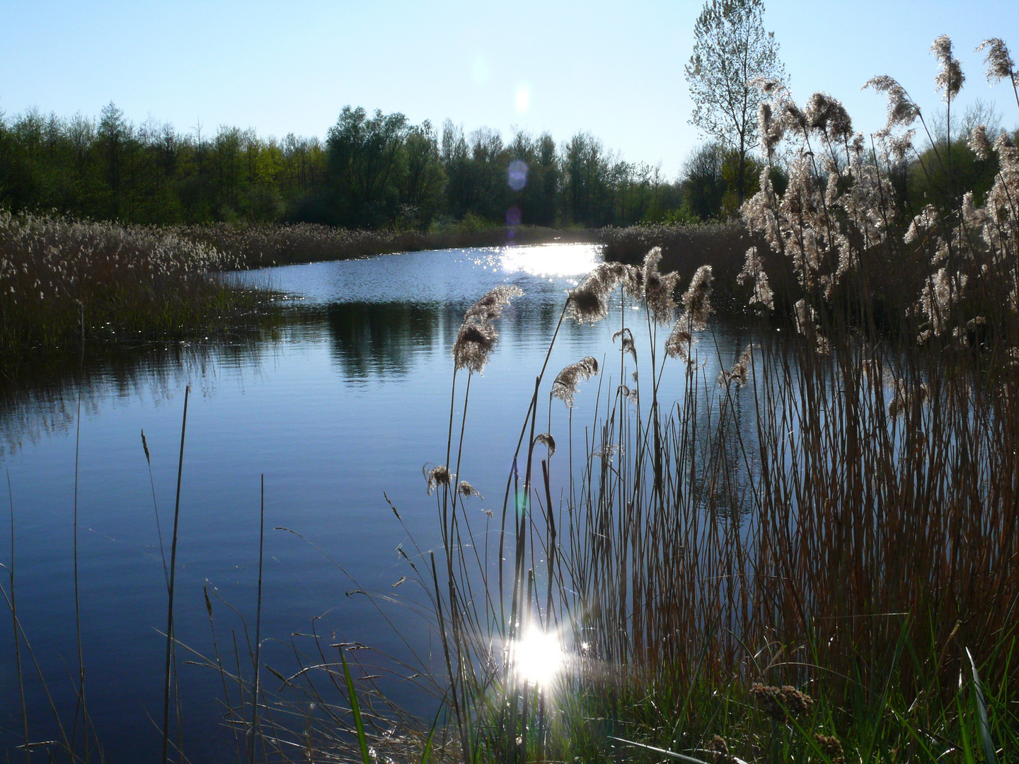 Frühling im Katinger Watt