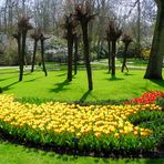 FRÜHLING IM KEUKENHOF 2 - SPRINGTIME IN KEUKENHOF