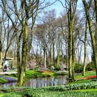 FRÜHLING IM KEUKENHOF 6 - SPRINGTIME IN KEUKENHOF