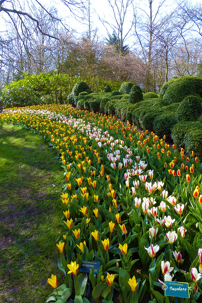 Frühling im Keukenhof