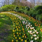 Frühling im Keukenhof