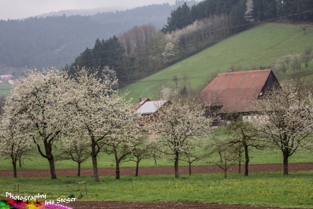 Frühling im Kinzigtal, Schwarzwald