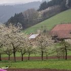 Frühling im Kinzigtal, Schwarzwald