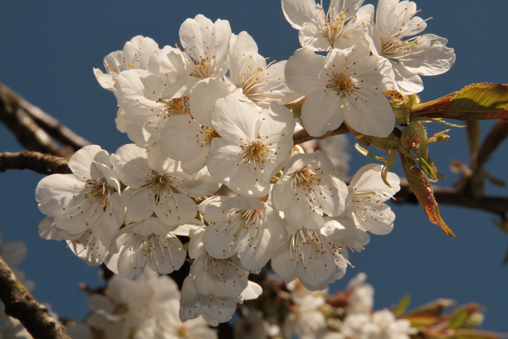 Frühling im Kirschenland