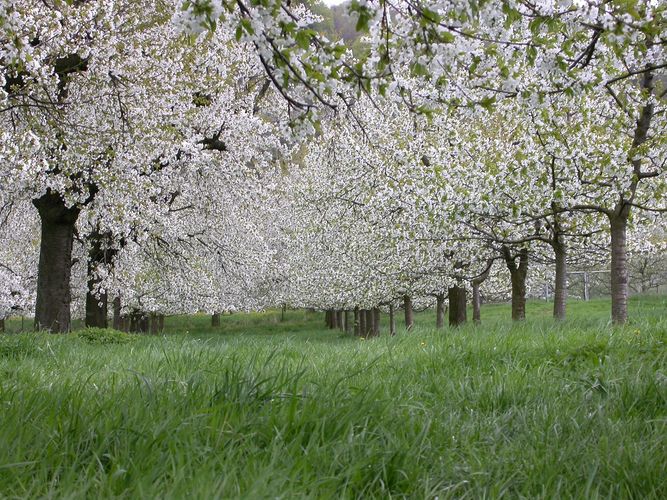 Frühling im Kirschwald