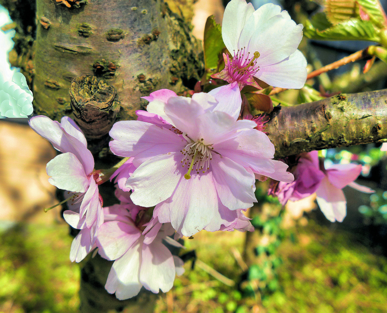 Frühling im Kleinen