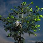 Frühling im kleinen Baumhaus