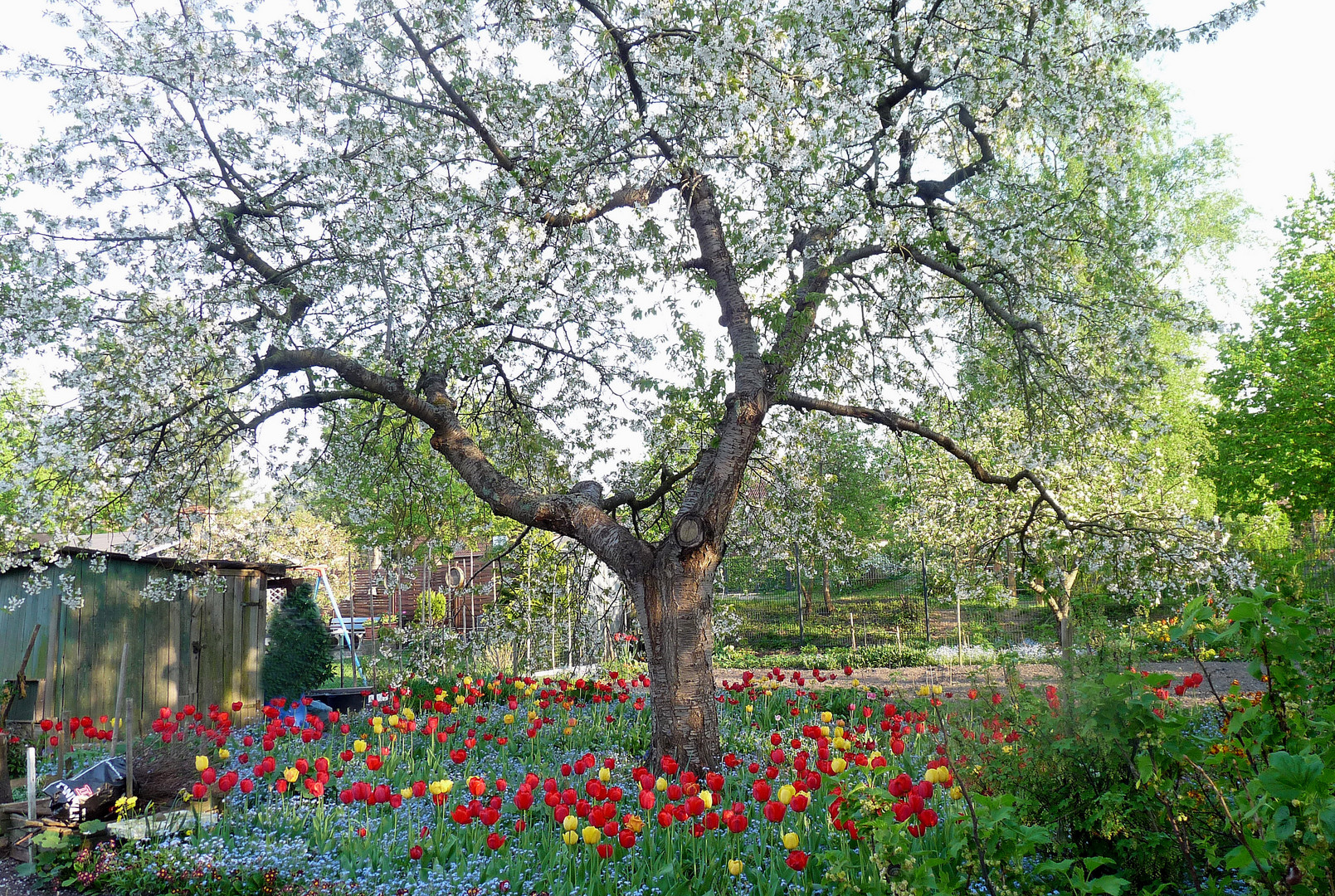 frühling im kleingarten