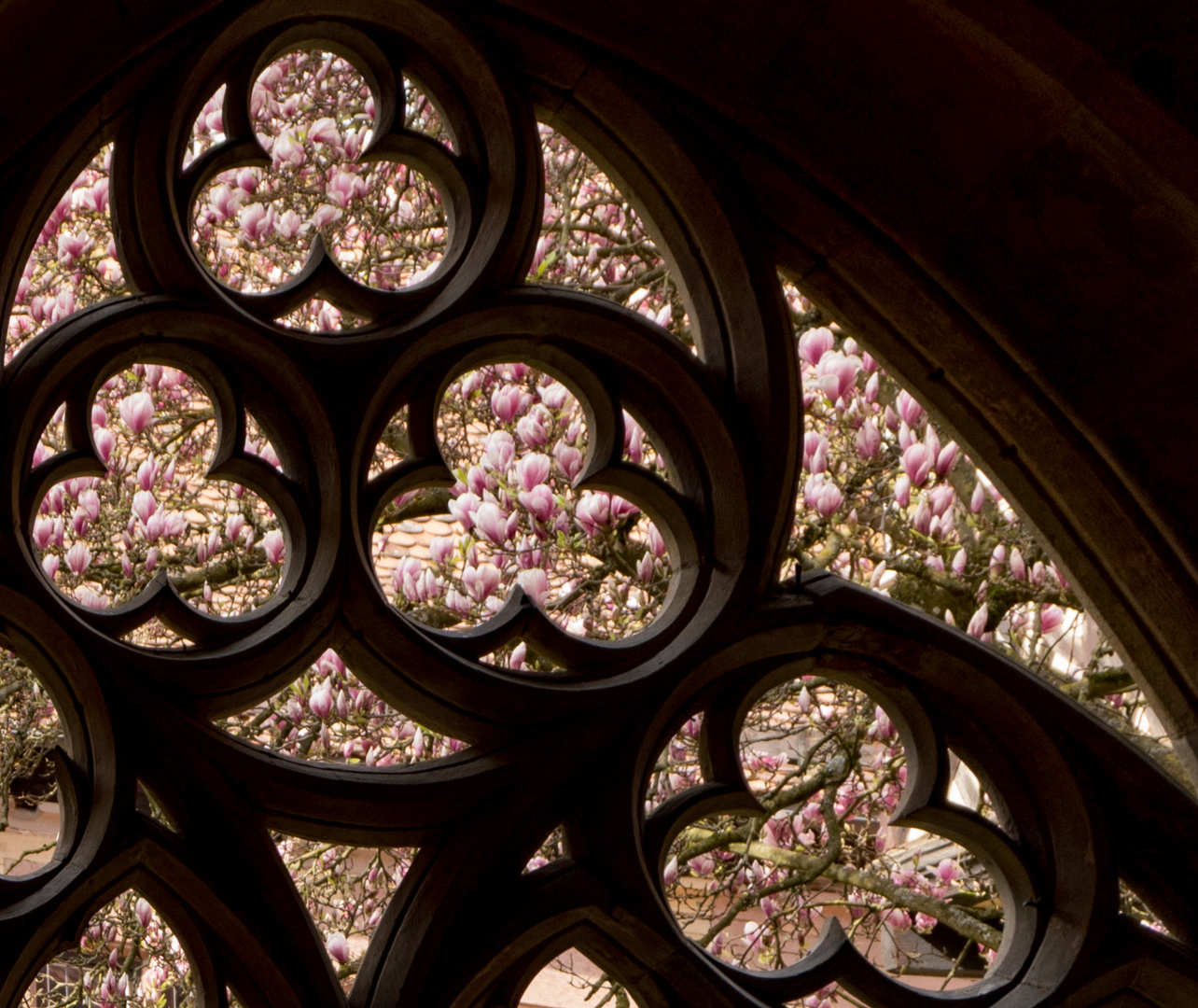 Frühling im Kloster Maulbronn