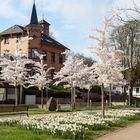 Frühling im Kloster St. Georgenberg in Frankenberg/Eder 4