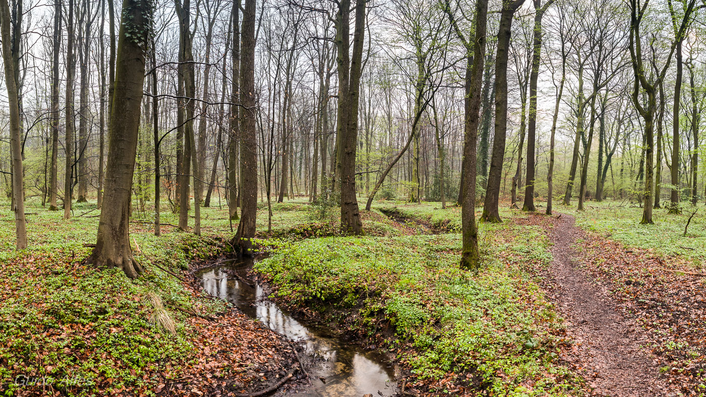 Frühling im Köllnischen Wald