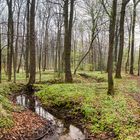 Frühling im Köllnischen Wald