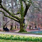 Frühling im Kölner Stadtwald