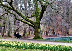 Frühling im Kölner Stadtwald