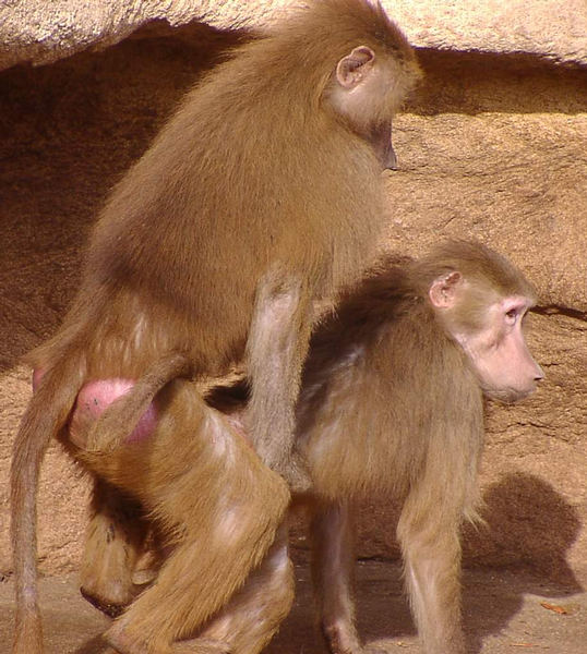 Frühling im Kölner Zoo :-)))