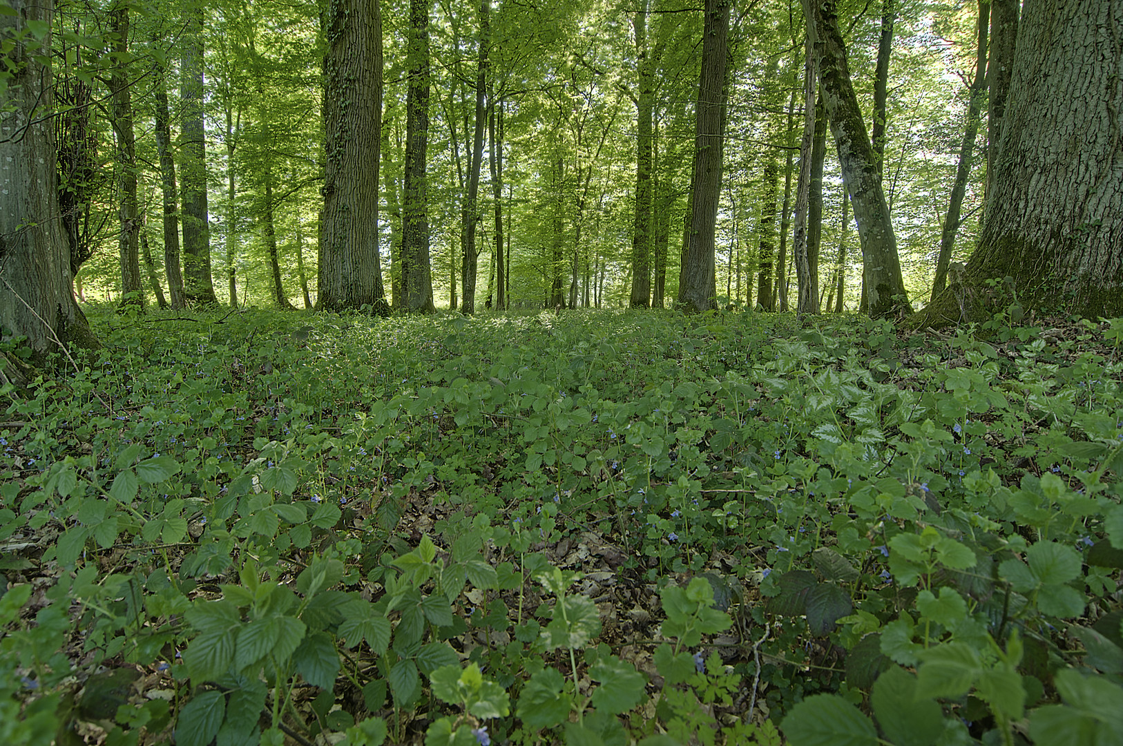 Frühling im Korker Wald