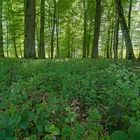 Frühling im Korker Wald