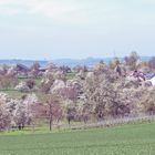 Frühling im Kraichgau