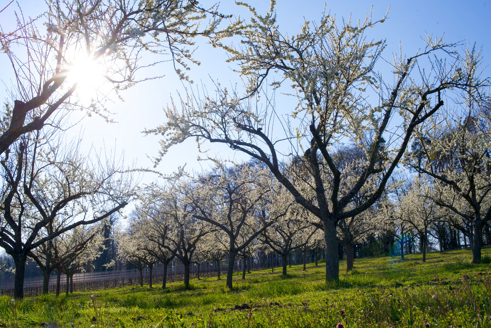 Frühling im Kraichgau