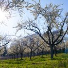 Frühling im Kraichgau