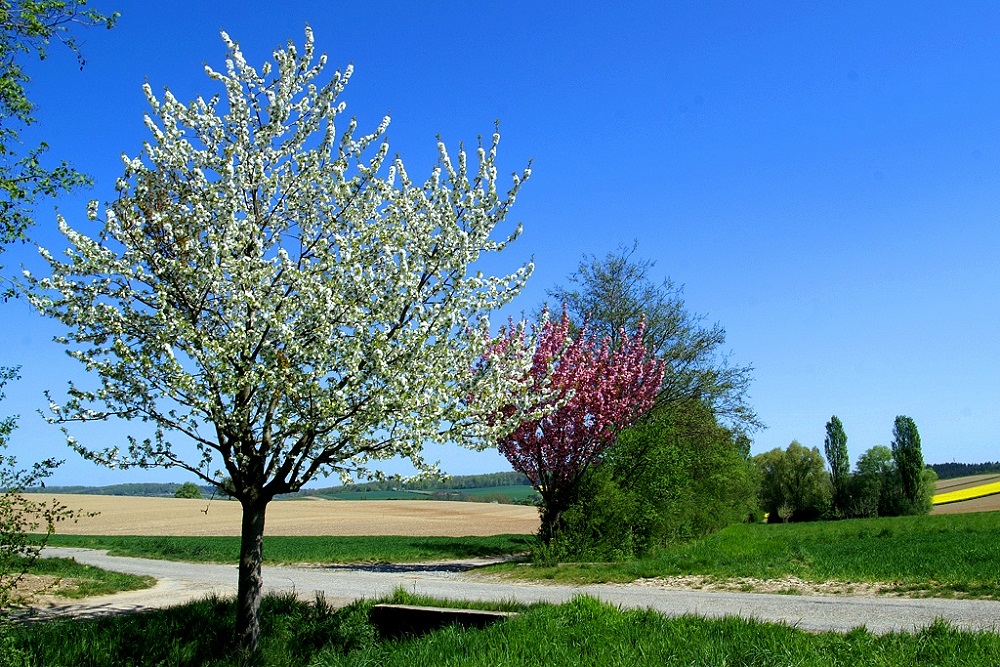 Frühling im Kraichgau